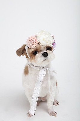 포토 JPG 스튜디오촬영 동물 한마리 꽃 반려견 실내 누끼 사람없음 앞모습 반려동물 귀여움 화관 개 강아지 시츄 흰배경 반려 국내포토 식물 1 뷰포인트 백그라운드 컨셉 포유류 내부 흰색 파일형식