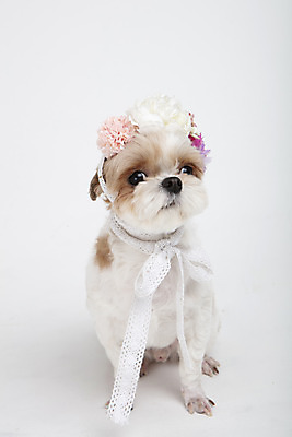 포토 JPG 스튜디오촬영 동물 한마리 꽃 반려견 실내 누끼 사람없음 앞모습 반려동물 귀여움 화관 개 강아지 시츄 흰배경 반려 국내포토 식물 1 뷰포인트 백그라운드 컨셉 포유류 내부 흰색 파일형식