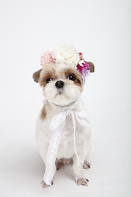 포토 JPG 스튜디오촬영 동물 한마리 꽃 반려견 실내 누끼 사람없음 앞모습 반려동물 귀여움 화관 개 강아지 시츄 흰배경 반려 국내포토 식물 1 뷰포인트 백그라운드 컨셉 포유류 내부 흰색 파일형식