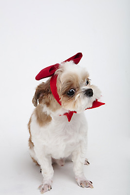 포토 JPG 스튜디오촬영 동물 한마리 리본 반려견 실내 누끼 사람없음 앞모습 반려동물 귀여움 개 강아지 시츄 흰배경 반려 국내포토 1 뷰포인트 백그라운드 컨셉 포유류 내부 흰색 파일형식