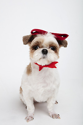 포토 JPG 스튜디오촬영 동물 한마리 리본 반려견 실내 누끼 사람없음 앞모습 반려동물 귀여움 개 강아지 시츄 흰배경 반려 국내포토 1 뷰포인트 백그라운드 컨셉 포유류 내부 흰색 파일형식