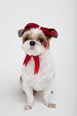 포토 JPG 스튜디오촬영 동물 한마리 리본 반려견 실내 누끼 사람없음 앞모습 반려동물 귀여움 개 강아지 시츄 흰배경 반려 국내포토 1 뷰포인트 백그라운드 컨셉 포유류 내부 흰색 파일형식