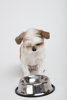 포토 JPG 스튜디오촬영 동물 한마리 반려견 실내 누끼 사람없음 앞모습 반려동물 귀여움 개 강아지 시츄 흰배경 밥그릇 반려 국내포토 1 그릇 뷰포인트 백그라운드 컨셉 포유류 내부 흰색 파일형식