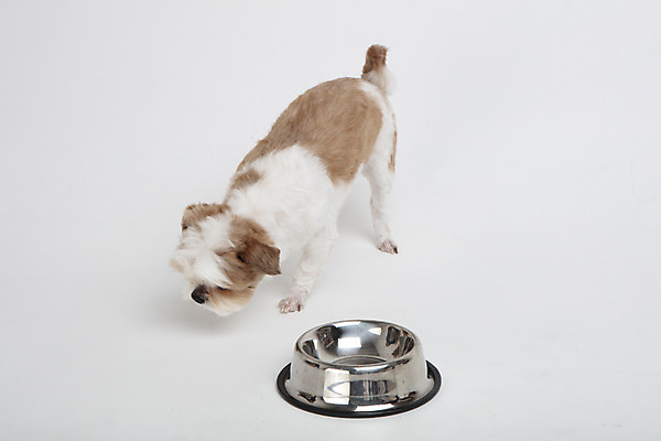 포토 JPG 스튜디오촬영 동물 한마리 반려견 실내 누끼 사람없음 옆모습 반려동물 귀여움 개 강아지 시츄 흰배경 밥그릇 반려 국내포토 1 그릇 뷰포인트 백그라운드 컨셉 포유류 내부 흰색 파일형식