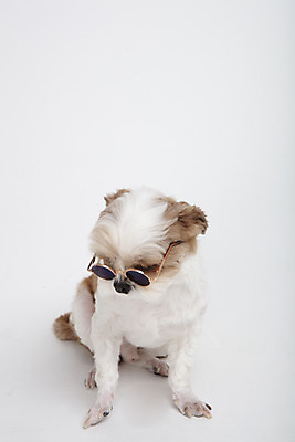 포토 JPG 스튜디오촬영 동물 한마리 반려견 실내 누끼 사람없음 앞모습 반려동물 선글라스 귀여움 개 강아지 시츄 흰배경 반려 국내포토 1 안경 뷰포인트 백그라운드 컨셉 포유류 내부 흰색 파일형식