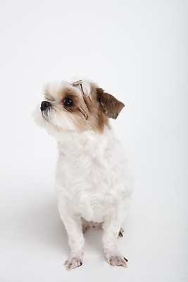 포토 JPG 스튜디오촬영 동물 한마리 반려견 실내 누끼 사람없음 앞모습 반려동물 선글라스 귀여움 개 강아지 시츄 흰배경 반려 국내포토 1 안경 뷰포인트 백그라운드 컨셉 포유류 내부 흰색 파일형식