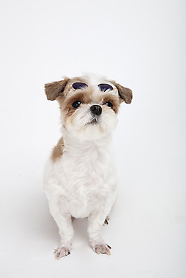 포토 JPG 스튜디오촬영 동물 한마리 반려견 실내 누끼 사람없음 앞모습 반려동물 선글라스 귀여움 개 강아지 시츄 흰배경 반려 국내포토 1 안경 뷰포인트 백그라운드 컨셉 포유류 내부 흰색 파일형식