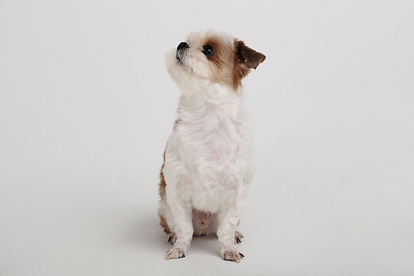 포토 JPG 스튜디오촬영 동물 한마리 반려견 실내 누끼 사람없음 앞모습 반려동물 귀여움 개 강아지 시츄 흰배경 반려 국내포토 1 뷰포인트 백그라운드 컨셉 포유류 내부 흰색 파일형식