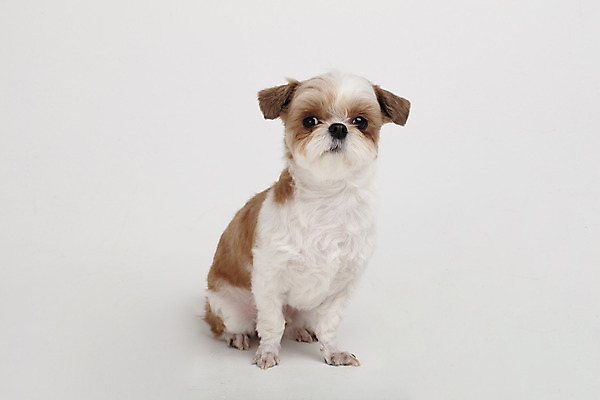 포토 JPG 스튜디오촬영 동물 한마리 반려견 실내 누끼 사람없음 앞모습 반려동물 귀여움 개 강아지 시츄 흰배경 반려 국내포토 1 뷰포인트 백그라운드 컨셉 포유류 내부 흰색 파일형식