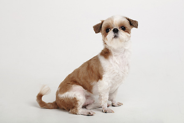 포토 JPG 스튜디오촬영 동물 한마리 반려견 실내 누끼 사람없음 옆모습 반려동물 귀여움 개 강아지 시츄 흰배경 반려 국내포토 1 뷰포인트 백그라운드 컨셉 포유류 내부 흰색 파일형식