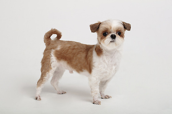 포토 JPG 스튜디오촬영 동물 한마리 반려견 실내 누끼 사람없음 옆모습 반려동물 귀여움 개 강아지 시츄 흰배경 반려 국내포토 1 뷰포인트 백그라운드 컨셉 포유류 내부 흰색 파일형식