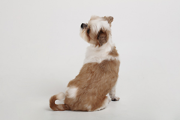 포토 JPG 스튜디오촬영 동물 한마리 반려견 실내 누끼 사람없음 뒷모습 반려동물 귀여움 개 강아지 시츄 흰배경 반려 국내포토 1 뷰포인트 백그라운드 컨셉 포유류 내부 흰색 파일형식