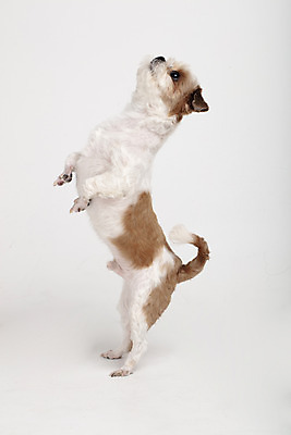 포토 JPG 스튜디오촬영 동물 한마리 반려견 실내 서기 누끼 사람없음 옆모습 반려동물 귀여움 개 강아지 시츄 흰배경 반려 국내포토 1 뷰포인트 백그라운드 컨셉 포유류 모션 내부 흰색 파일형식