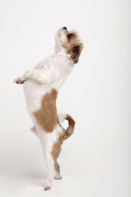 포토 JPG 스튜디오촬영 동물 한마리 반려견 실내 서기 누끼 사람없음 옆모습 반려동물 귀여움 개 강아지 시츄 흰배경 반려 국내포토 1 뷰포인트 백그라운드 컨셉 포유류 모션 내부 흰색 파일형식