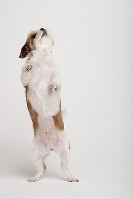 포토 JPG 스튜디오촬영 동물 한마리 반려견 실내 서기 누끼 사람없음 앞모습 반려동물 귀여움 개 강아지 시츄 흰배경 반려 국내포토 1 뷰포인트 백그라운드 컨셉 포유류 모션 내부 흰색 파일형식