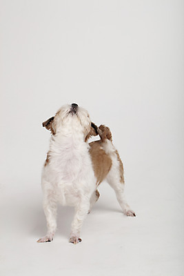 포토 JPG 스튜디오촬영 동물 한마리 반려견 실내 누끼 사람없음 앞모습 반려동물 귀여움 올려보기 개 강아지 시츄 흰배경 반려 국내포토 1 뷰포인트 백그라운드 컨셉 포유류 모션 내부 흰색 파일형식