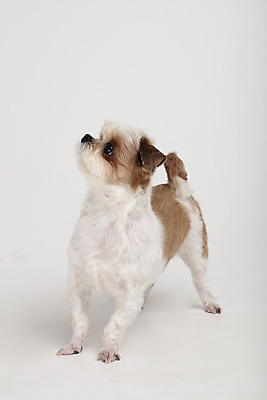 포토 JPG 스튜디오촬영 동물 한마리 응시 반려견 실내 누끼 사람없음 앞모습 반려동물 귀여움 개 강아지 시츄 흰배경 반려 국내포토 1 시선 뷰포인트 백그라운드 컨셉 포유류 내부 흰색 파일형식