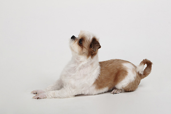 포토 JPG 스튜디오촬영 동물 한마리 응시 반려견 실내 누끼 사람없음 옆모습 반려동물 귀여움 개 강아지 시츄 흰배경 반려 국내포토 1 시선 뷰포인트 백그라운드 컨셉 포유류 내부 흰색 파일형식