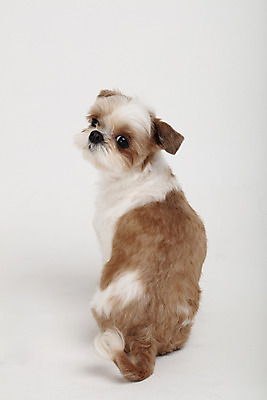 포토 JPG 스튜디오촬영 동물 한마리 반려견 실내 누끼 사람없음 뒷모습 반려동물 귀여움 개 강아지 시츄 흰배경 반려 국내포토 1 뷰포인트 백그라운드 컨셉 포유류 내부 흰색 파일형식