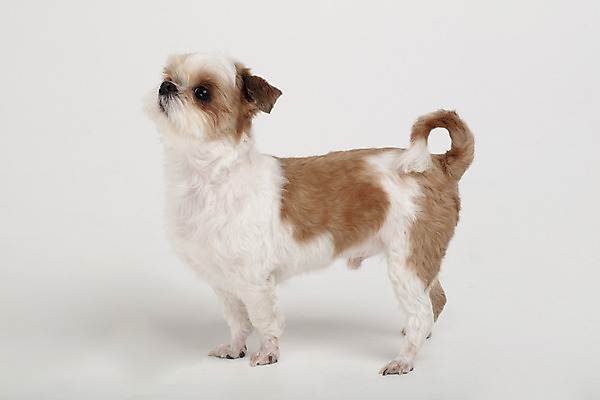 포토 JPG 스튜디오촬영 동물 한마리 응시 반려견 실내 누끼 사람없음 옆모습 반려동물 귀여움 개 강아지 시츄 흰배경 반려 국내포토 1 시선 뷰포인트 백그라운드 컨셉 포유류 내부 흰색 파일형식