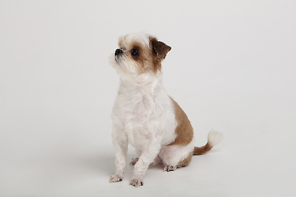 포토 JPG 스튜디오촬영 동물 한마리 반려견 실내 누끼 사람없음 옆모습 반려동물 귀여움 개 강아지 시츄 흰배경 반려 국내포토 1 뷰포인트 백그라운드 컨셉 포유류 내부 흰색 파일형식