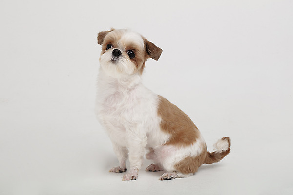 포토 JPG 스튜디오촬영 동물 한마리 반려견 실내 누끼 사람없음 옆모습 반려동물 귀여움 개 강아지 시츄 흰배경 반려 국내포토 1 뷰포인트 백그라운드 컨셉 포유류 내부 흰색 파일형식