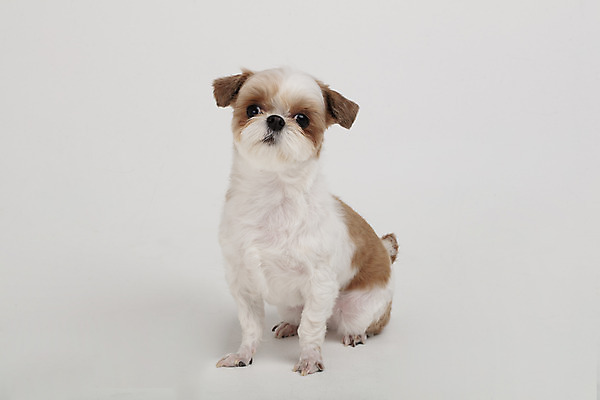 포토 JPG 스튜디오촬영 동물 한마리 반려견 실내 누끼 사람없음 옆모습 반려동물 귀여움 개 강아지 시츄 흰배경 반려 국내포토 1 뷰포인트 백그라운드 컨셉 포유류 내부 흰색 파일형식