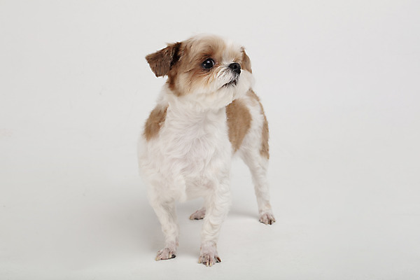 포토 JPG 스튜디오촬영 동물 한마리 응시 반려견 실내 누끼 사람없음 앞모습 반려동물 귀여움 개 강아지 시츄 흰배경 반려 국내포토 1 시선 뷰포인트 백그라운드 컨셉 포유류 내부 흰색 파일형식