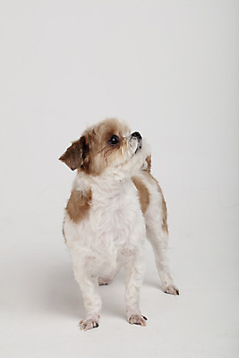 포토 JPG 스튜디오촬영 동물 한마리 반려견 실내 누끼 사람없음 앞모습 반려동물 귀여움 올려보기 개 강아지 시츄 흰배경 반려 국내포토 1 뷰포인트 백그라운드 컨셉 포유류 모션 내부 흰색 파일형식