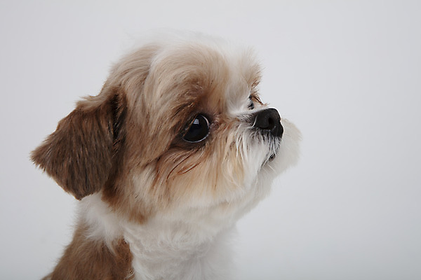 포토 JPG 스튜디오촬영 동물 한마리 응시 반려견 실내 누끼 근접촬영 사람없음 옆모습 반려동물 귀여움 개 강아지 시츄 흰배경 반려 국내포토 1 시선 뷰포인트 백그라운드 컨셉 포유류 내부 흰색 파일형식