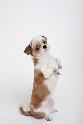 포토 JPG 스튜디오촬영 동물 한마리 반려견 실내 서기 누끼 사람없음 옆모습 반려동물 귀여움 개 강아지 시츄 흰배경 반려 국내포토 1 뷰포인트 백그라운드 컨셉 포유류 모션 내부 흰색 파일형식