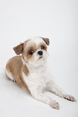 포토 JPG 스튜디오촬영 동물 한마리 반려견 실내 누끼 사람없음 앞모습 반려동물 귀여움 개 강아지 시츄 흰배경 반려 국내포토 1 뷰포인트 백그라운드 컨셉 포유류 내부 흰색 파일형식