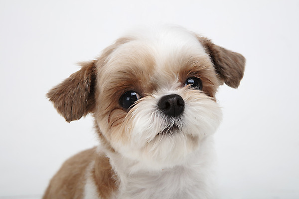 포토 JPG 스튜디오촬영 동물 한마리 반려견 실내 누끼 근접촬영 사람없음 앞모습 반려동물 귀여움 개 강아지 시츄 흰배경 반려 국내포토 1 뷰포인트 백그라운드 컨셉 포유류 내부 흰색 파일형식