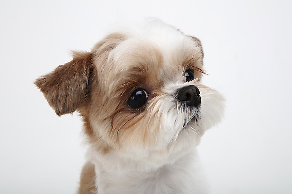 포토 JPG 스튜디오촬영 동물 한마리 반려견 실내 누끼 근접촬영 사람없음 앞모습 반려동물 귀여움 개 강아지 시츄 흰배경 반려 국내포토 1 뷰포인트 백그라운드 컨셉 포유류 내부 흰색 파일형식