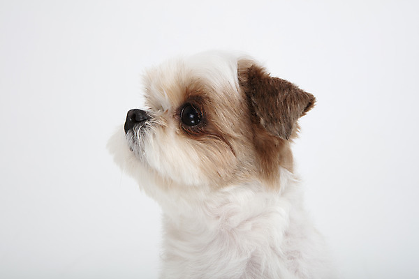 포토 JPG 스튜디오촬영 동물 한마리 응시 반려견 실내 누끼 근접촬영 사람없음 옆모습 반려동물 귀여움 개 강아지 시츄 흰배경 반려 국내포토 1 시선 뷰포인트 백그라운드 컨셉 포유류 내부 흰색 파일형식