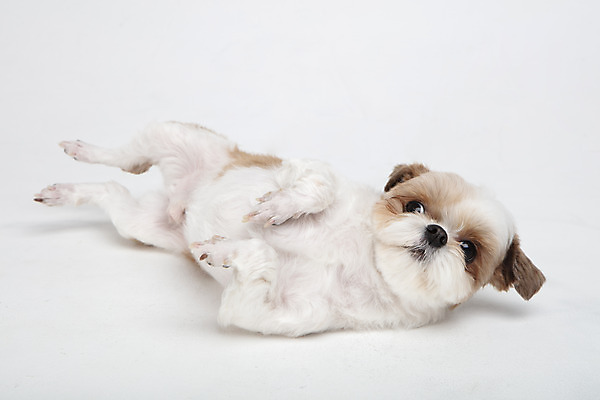 포토 JPG 스튜디오촬영 동물 한마리 반려견 실내 누끼 사람없음 옆모습 반려동물 눕기 귀여움 개 강아지 시츄 흰배경 반려 애교 재롱 국내포토 1 뷰포인트 백그라운드 컨셉 포유류 모션 내부 흰색 파일형식