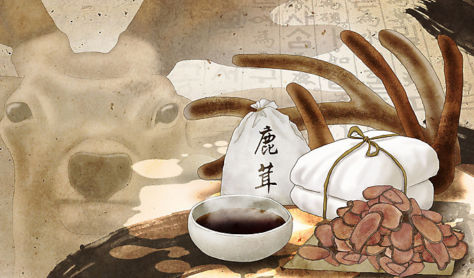 PSD 동물 그릇 일러스트 의학 사슴 뿔 건강 사람없음 갈색 한의학 약재 한약재 약초 한약 건강식품 녹용 국내일러스트 식기 음식 컬러 포유류 약 풀_식물 파일형식