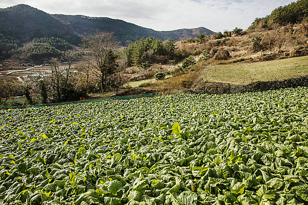 포토 JPG 주간 밭 채소 사람없음 야외 전라남도 특산물 갓 지역 여수 돌산도 국내포토 자연요소 섬 농업 전라도 파일형식