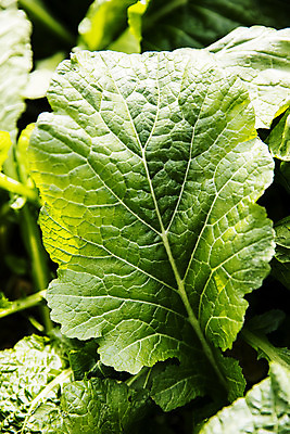 포토 JPG 주간 밭 채소 근접촬영 사람없음 야외 전라남도 특산물 갓 지역 여수 돌산도 국내포토 자연요소 뷰포인트 섬 농업 전라도 파일형식