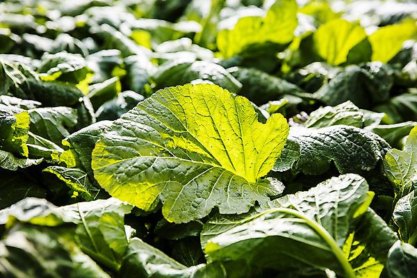 포토 JPG 주간 밭 채소 근접촬영 사람없음 야외 전라남도 특산물 갓 지역 여수 돌산도 국내포토 자연요소 뷰포인트 섬 농업 전라도 파일형식