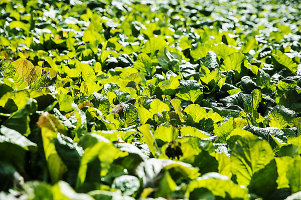 포토 JPG 주간 밭 채소 근접촬영 사람없음 야외 전라남도 특산물 갓 지역 여수 돌산도 국내포토 자연요소 뷰포인트 섬 농업 전라도 파일형식