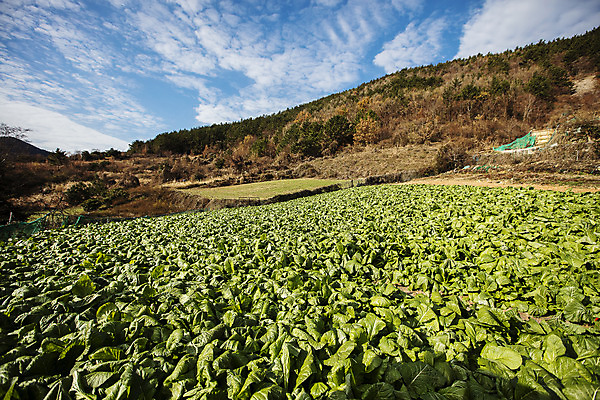 포토 JPG 주간 밭 채소 사람없음 야외 전라남도 특산물 갓 지역 여수 돌산도 국내포토 자연요소 섬 농업 전라도 파일형식