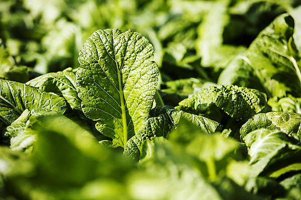 포토 JPG 주간 밭 채소 근접촬영 사람없음 야외 아웃포커스 전라남도 특산물 갓 지역 여수 돌산도 국내포토 자연요소 뷰포인트 섬 농업 촬영기법 전라도 파일형식