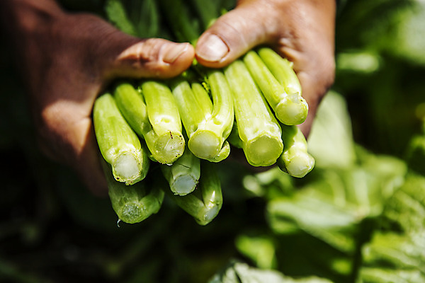 포토 JPG 주간 손 밭 채소 들기 야외 신체부위 전라남도 특산물 갓 지역 여수 돌산도 국내포토 자연요소 섬 농업 모션 사람 전라도 파일형식