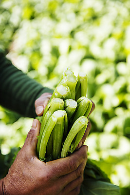 포토 JPG 주간 손 밭 채소 들기 야외 신체부위 전라남도 특산물 갓 지역 여수 돌산도 국내포토 자연요소 섬 농업 모션 사람 전라도 파일형식