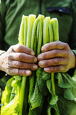 포토 JPG 주간 손 밭 채소 들기 야외 신체부위 전라남도 특산물 갓 지역 여수 돌산도 국내포토 자연요소 섬 농업 모션 사람 전라도 파일형식