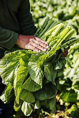 포토 JPG 주간 손 밭 채소 들기 야외 신체부위 전라남도 특산물 갓 지역 여수 돌산도 국내포토 자연요소 섬 농업 모션 사람 전라도 파일형식
