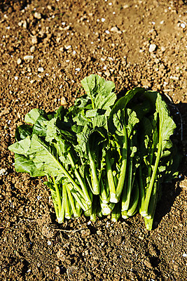 포토 JPG 주간 밭 채소 사람없음 야외 흙 전라남도 특산물 갓 지역 여수 돌산도 국내포토 자연요소 섬 농업 전라도 파일형식