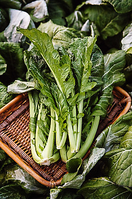 포토 JPG 주간 밭 채소 사람없음 야외 전라남도 특산물 갓 지역 여수 라탄바구니 돌산도 국내포토 자연요소 섬 농업 바구니 전라도 파일형식