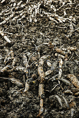 포토 JPG 주간 밭 채소 사람없음 야외 흙 특산물 지역 연근 대구시 반야월 국내포토 자연요소 농업 한국 대구_한국 파일형식